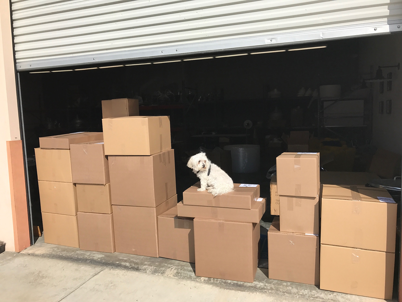 Charlie the family dog at the Steel Lighting Co. warehouse in 2019